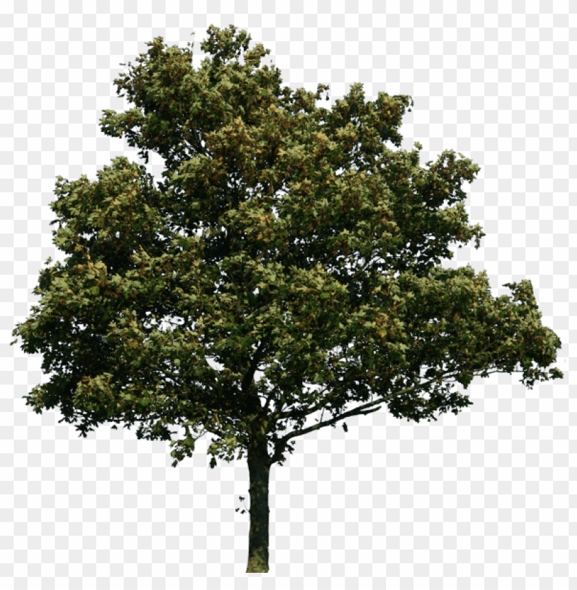 Detail Gambar Pohon Pohon Nomer 4