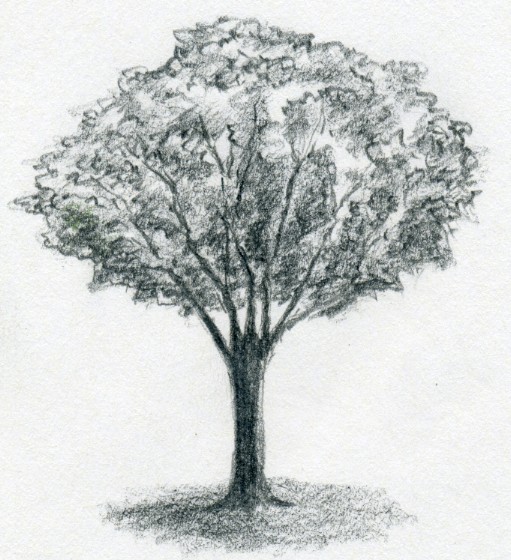 Detail Gambar Pohon Psikologi Nomer 20