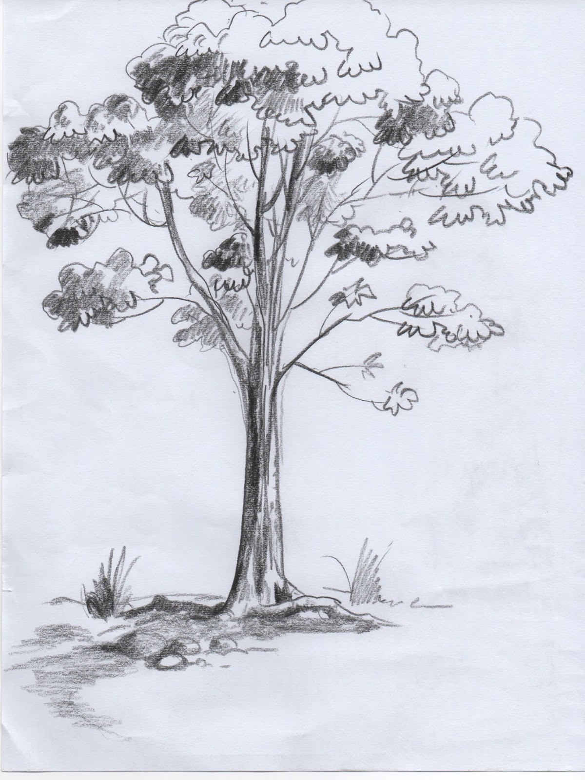 Detail Gambar Pohon Psikotes 3d Nomer 35