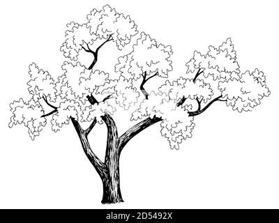 Detail Gambar Pohon Psikotes Yg Benar Nomer 55