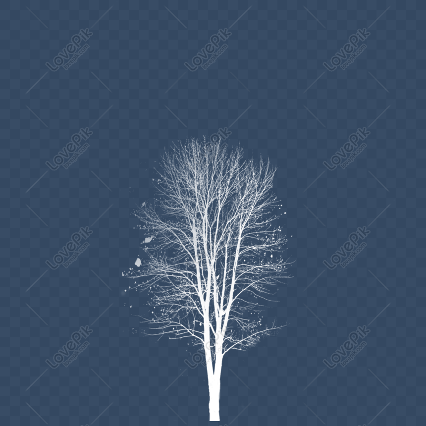 Detail Gambar Pohon Putih Nomer 2