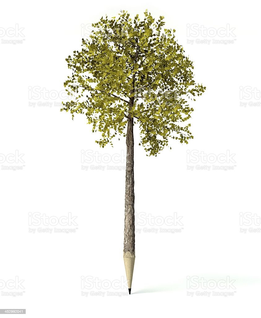 Detail Gambar Pohon Putih Nomer 27