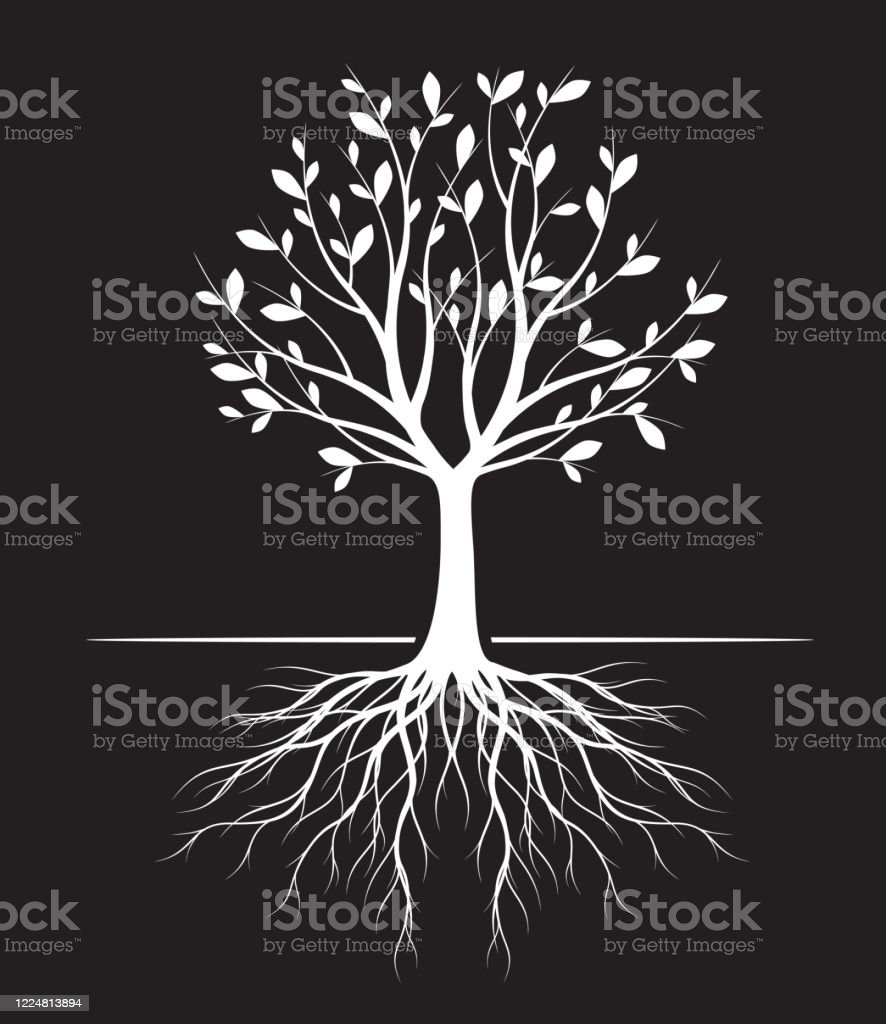 Detail Gambar Pohon Putih Nomer 6