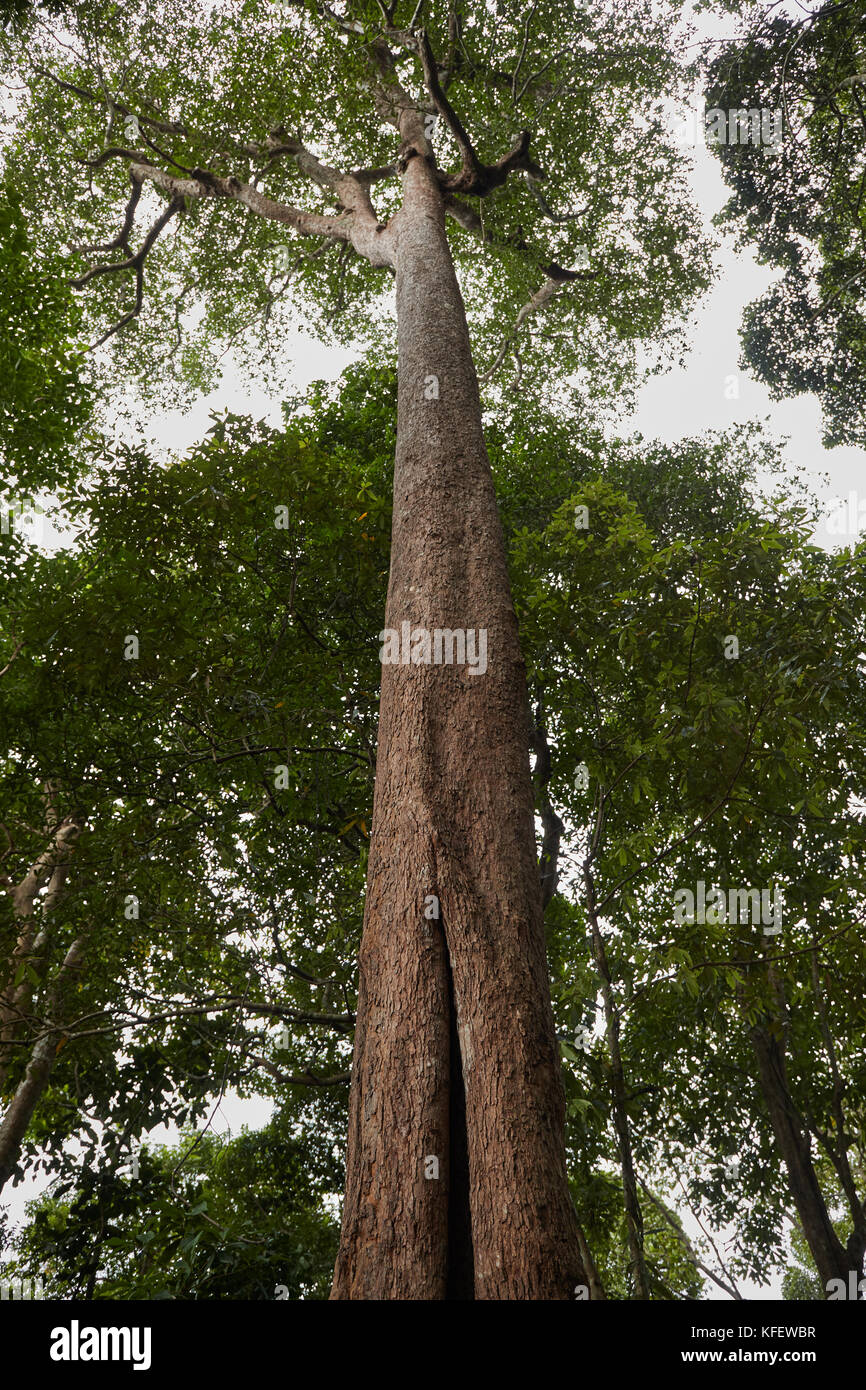 Detail Gambar Pohon Ramin Nomer 42