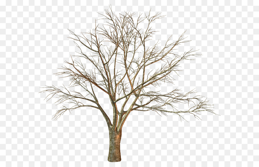 Detail Gambar Pohon Ranting Nomer 28
