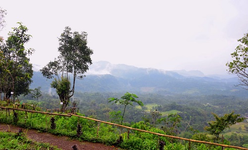 Detail Gambar Pohon Rimbun Di Pegunungan Nomer 20