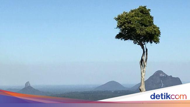 Detail Gambar Pohon Rimbun Di Pegunungan Nomer 44