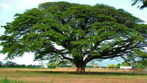 Gambar Pohon Rindang - KibrisPDR