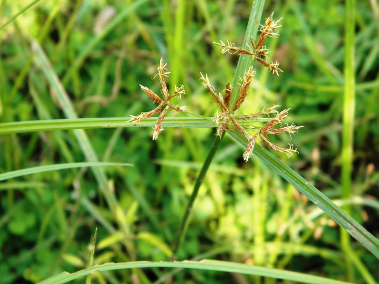 Detail Gambar Pohon Rumput Teki Nomer 31