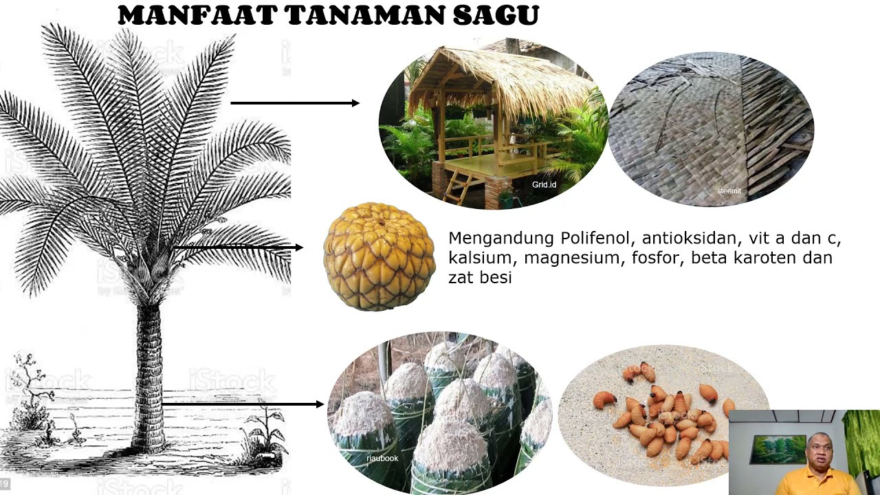 Detail Gambar Pohon Sagu Nomer 41