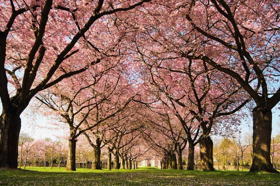 Gambar Pohon Sakura - KibrisPDR