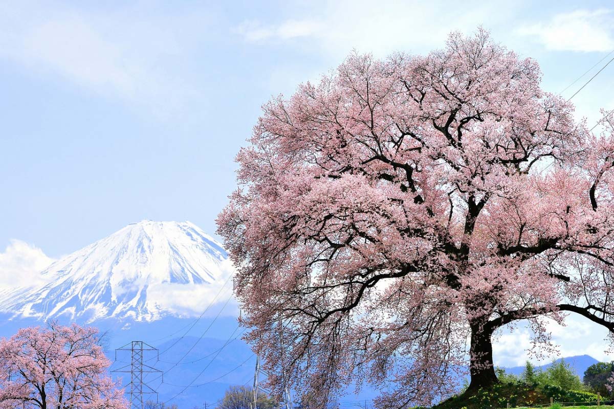 Detail Gambar Pohon Sakura Nomer 18