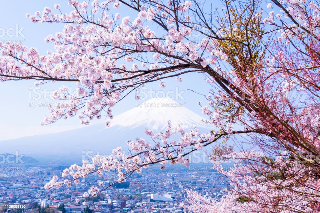 Detail Gambar Pohon Sakura Nomer 28