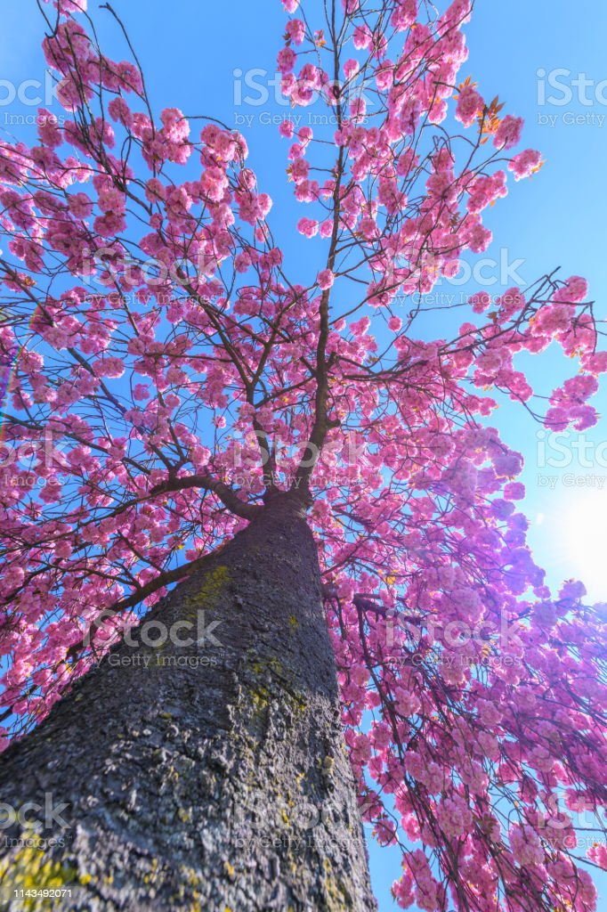 Detail Gambar Pohon Sakura Nomer 32