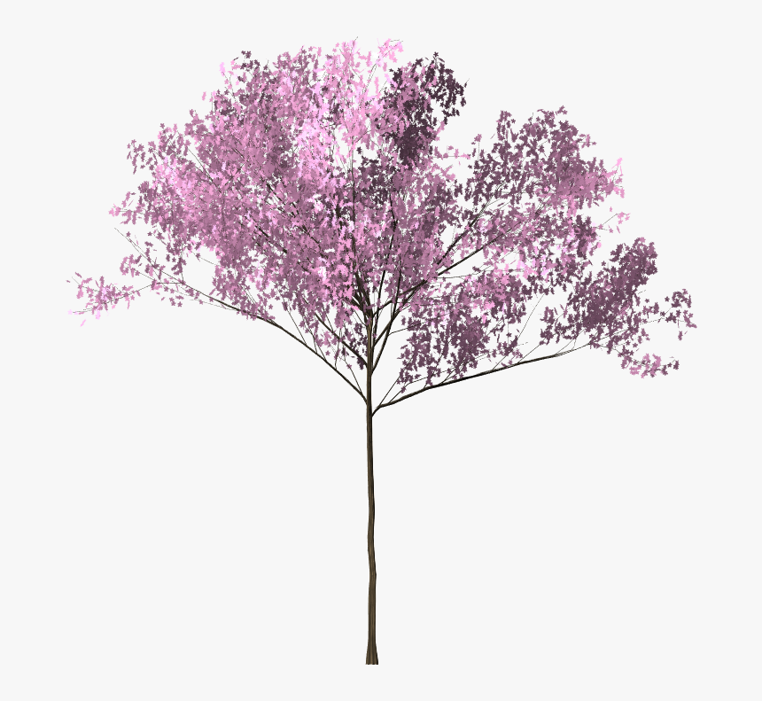 Gambar Pohon Sakura Anime - KibrisPDR