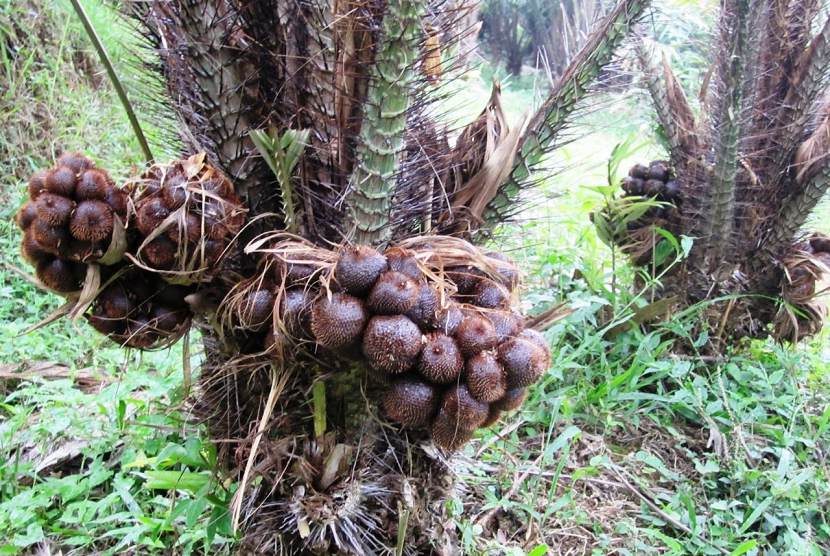 Gambar Pohon Salak - KibrisPDR