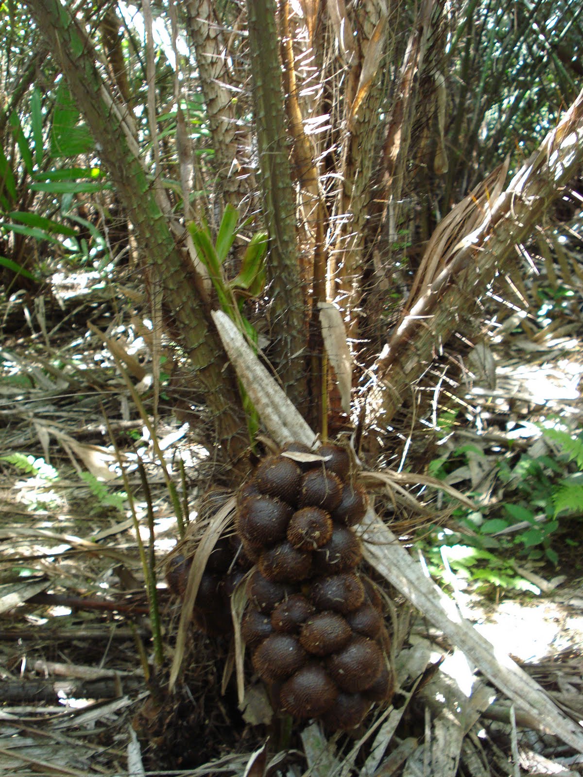 Detail Gambar Pohon Salak Nomer 13