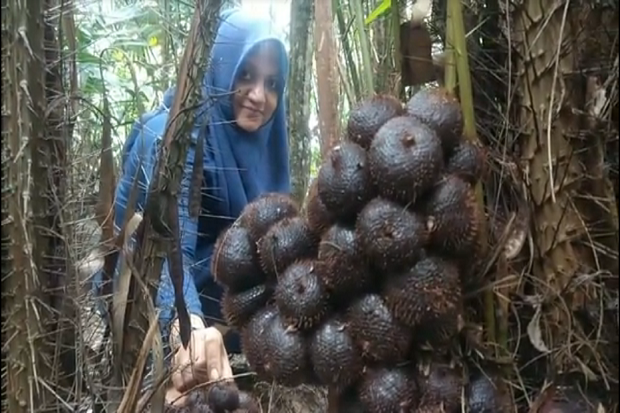 Detail Gambar Pohon Salak Nomer 43