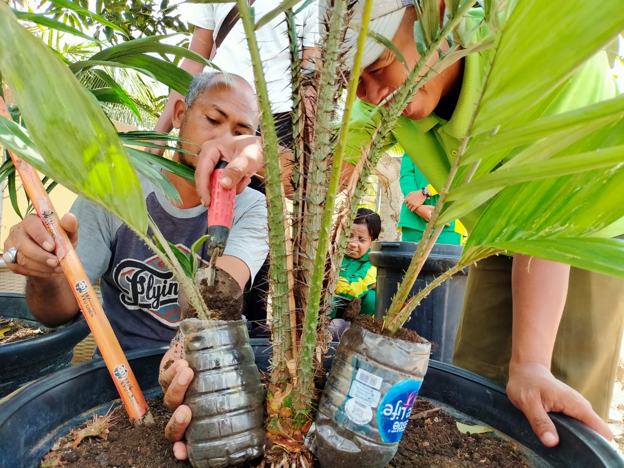 Detail Gambar Pohon Salak Nomer 46