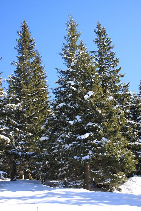 Detail Gambar Pohon Salju Nomer 46