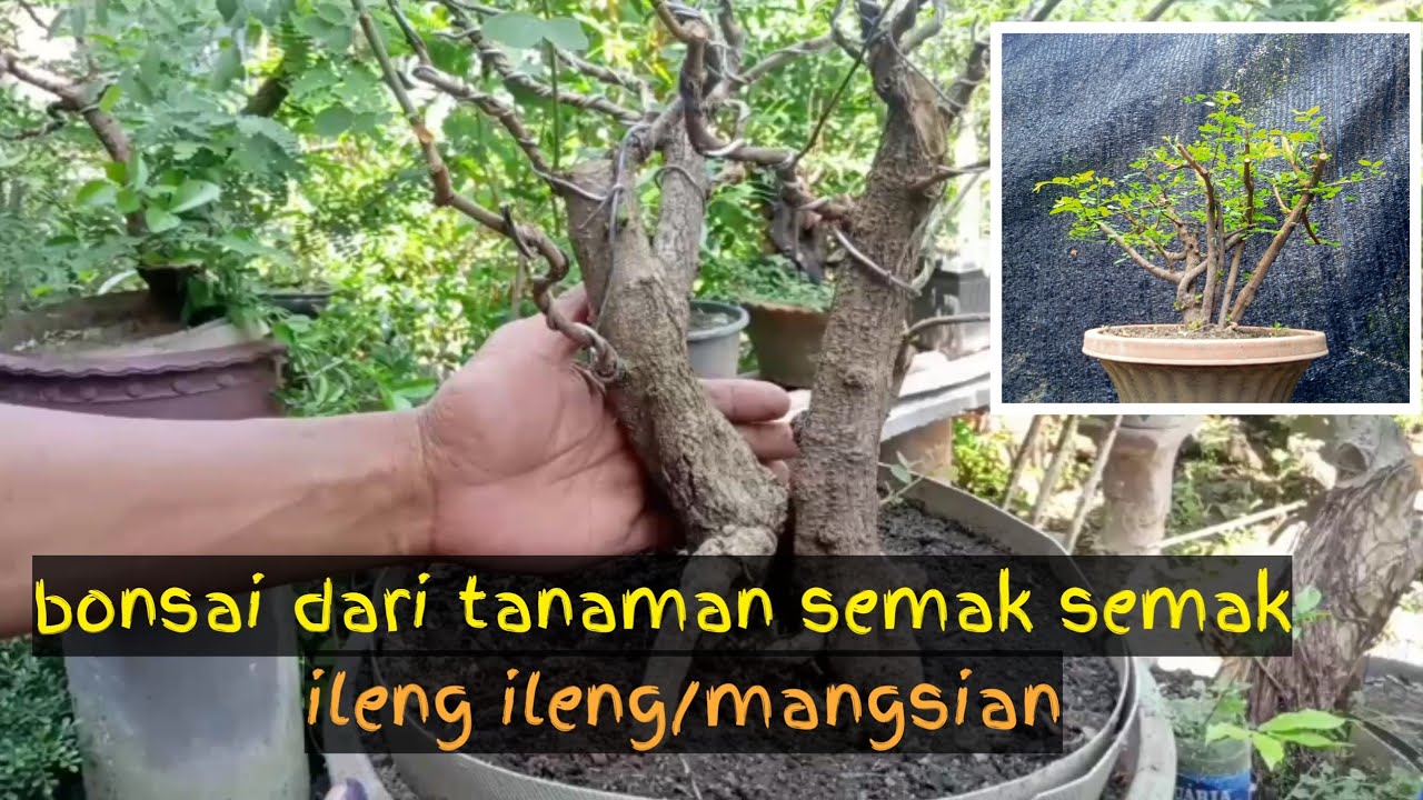 Detail Gambar Pohon Semak Semak Nomer 46