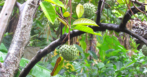 Detail Gambar Pohon Srikaya Nomer 32