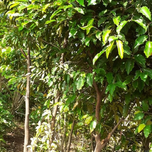 Detail Gambar Pohon Tanjung Nomer 19