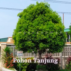 Detail Gambar Pohon Tanjung Nomer 8