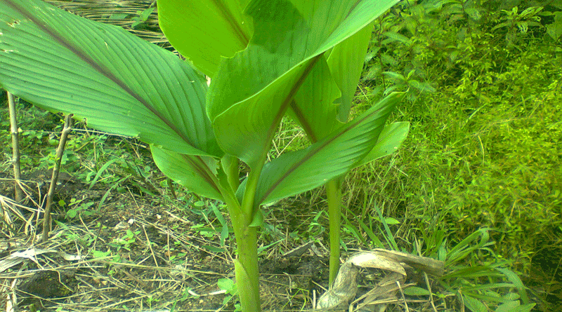 Detail Gambar Pohon Temulawak Nomer 3