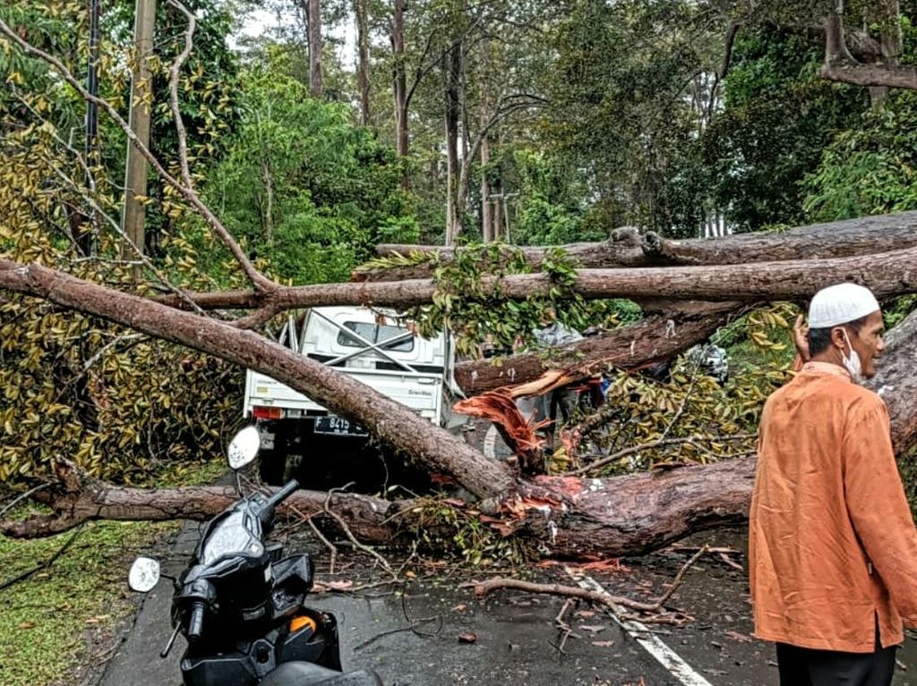 Detail Gambar Pohon Terbarui Nomer 16