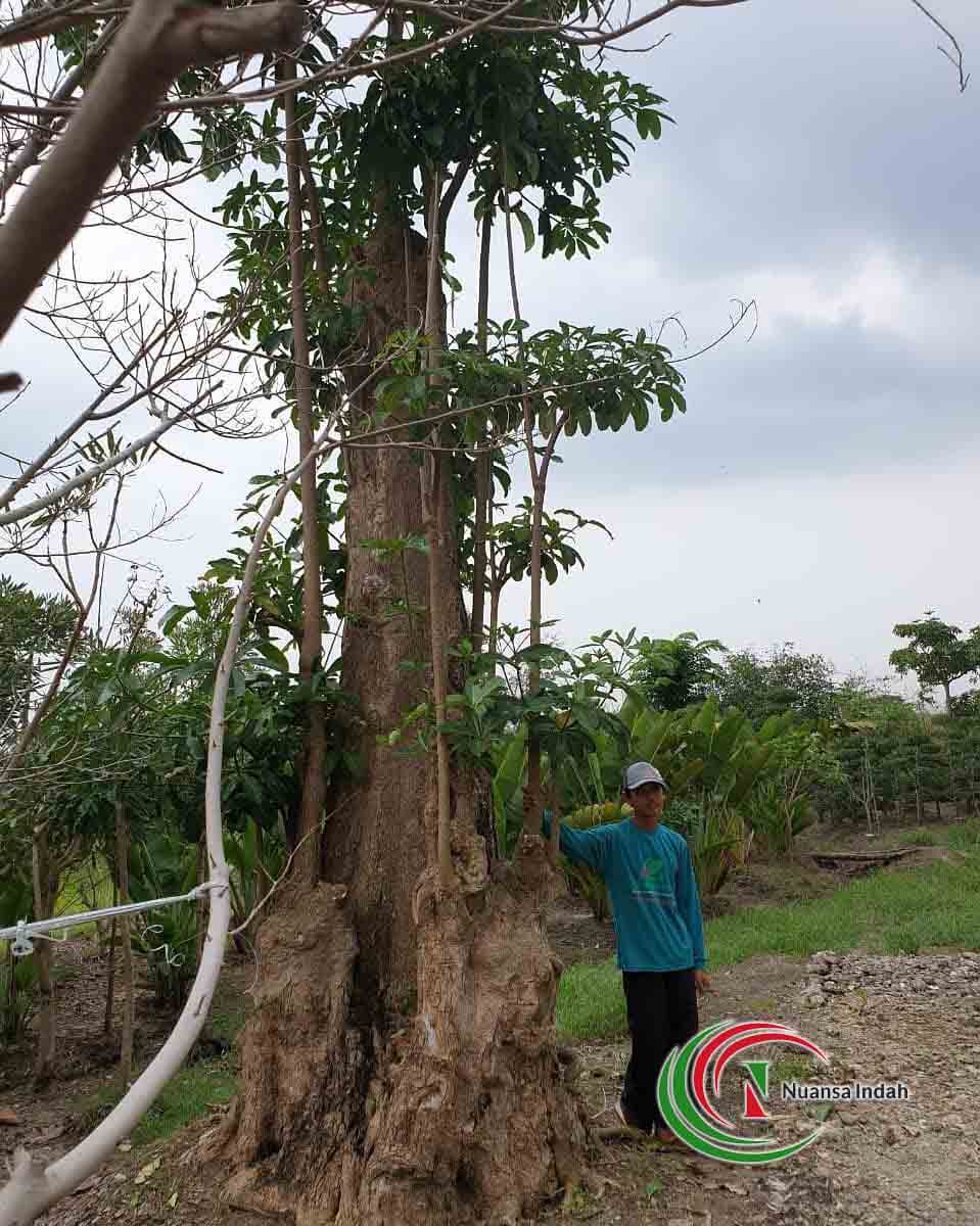 Detail Gambar Pohon Terbarui Nomer 24