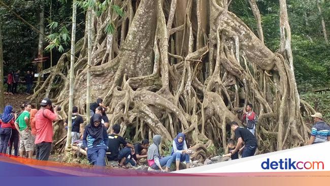 Detail Gambar Pohon Terlihat Akarnya Nomer 35