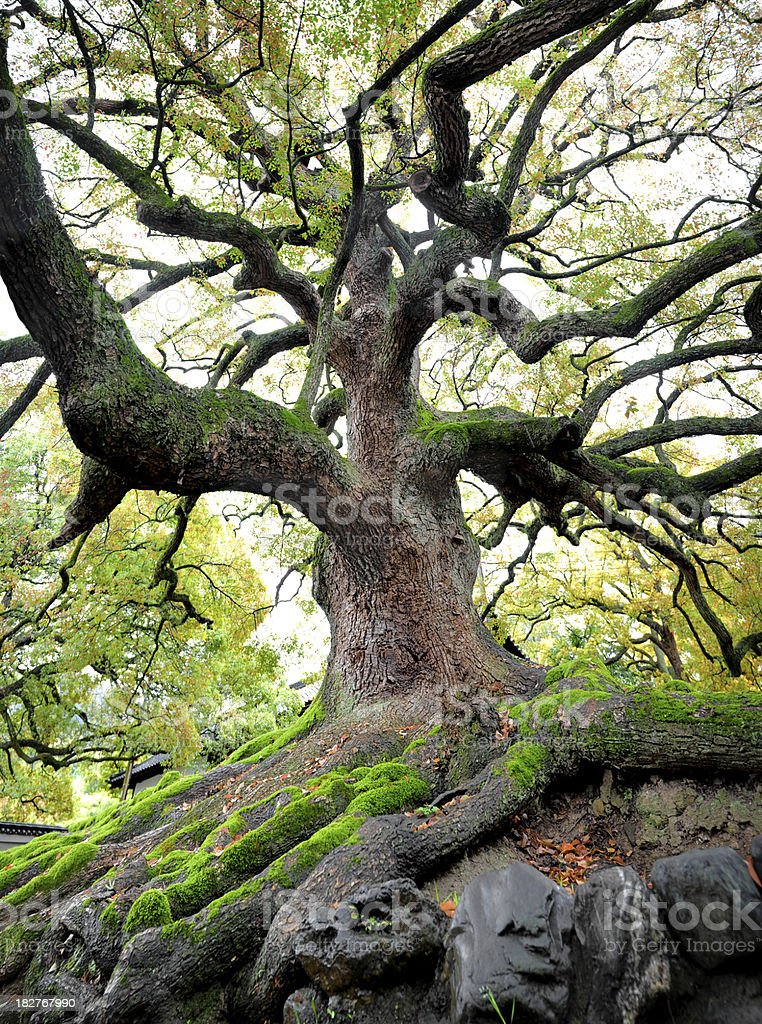 Detail Gambar Pohon Tua Nomer 11