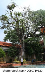 Detail Gambar Pohon Tua Nomer 14