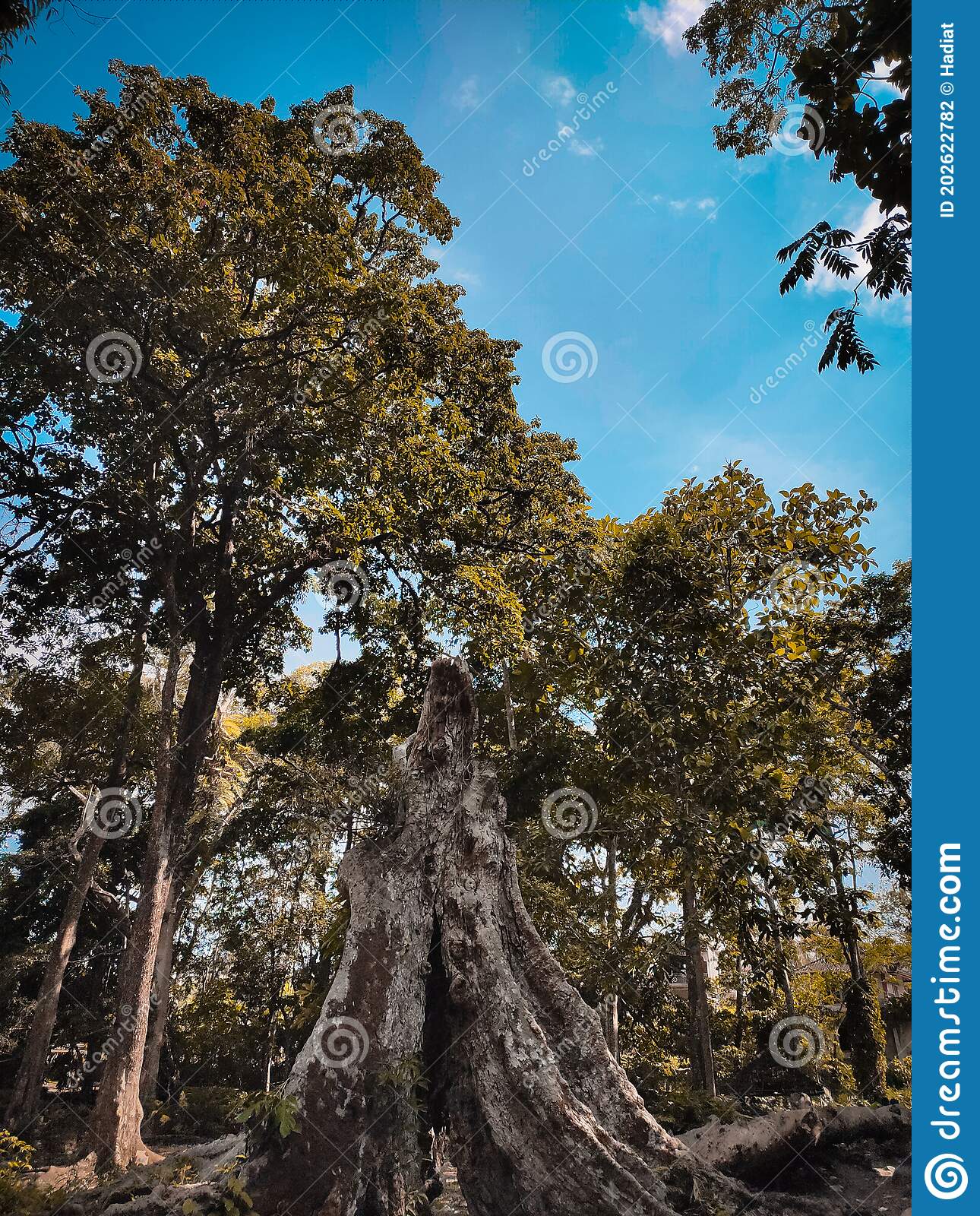 Detail Gambar Pohon Tua Nomer 15