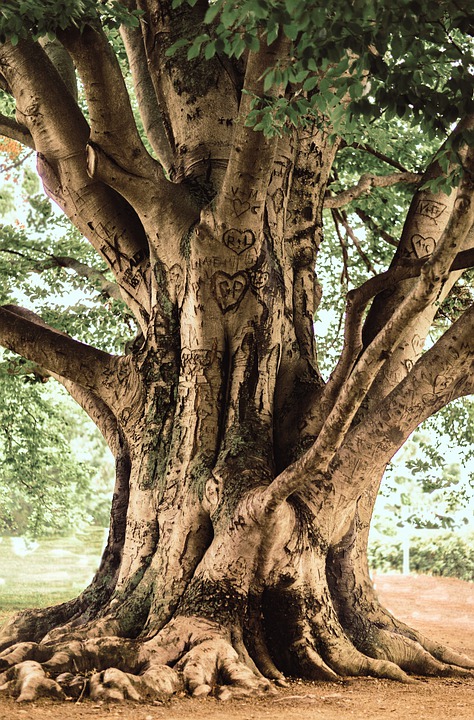Detail Gambar Pohon Tua Nomer 2