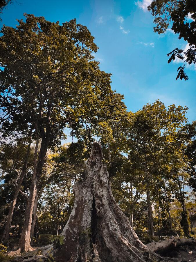 Detail Gambar Pohon Tua Nomer 21