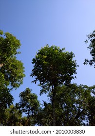 Detail Gambar Pohon Tua Nomer 26