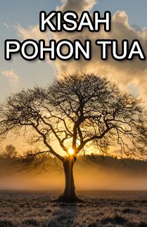 Detail Gambar Pohon Tua Nomer 32