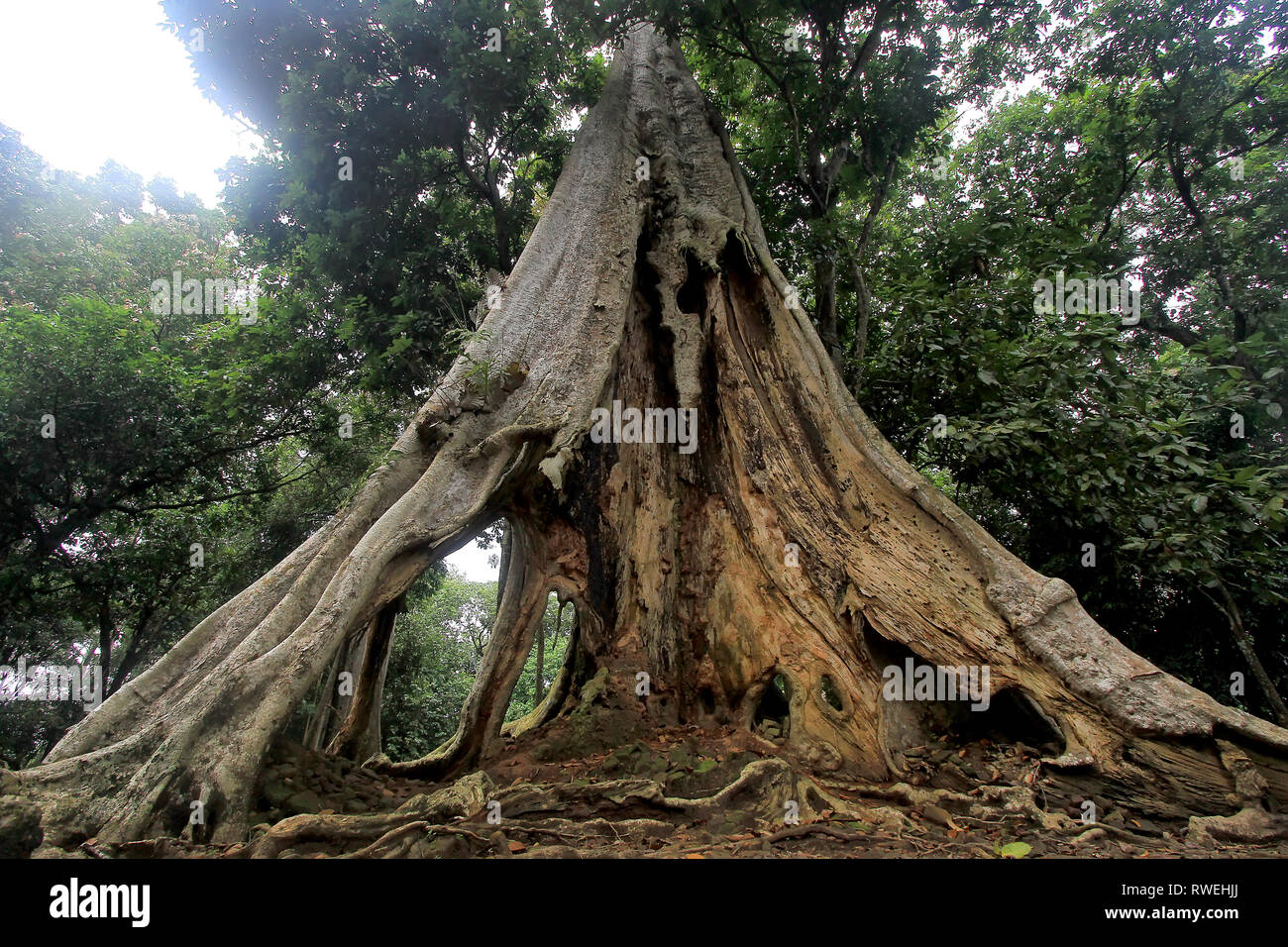 Detail Gambar Pohon Tua Nomer 4