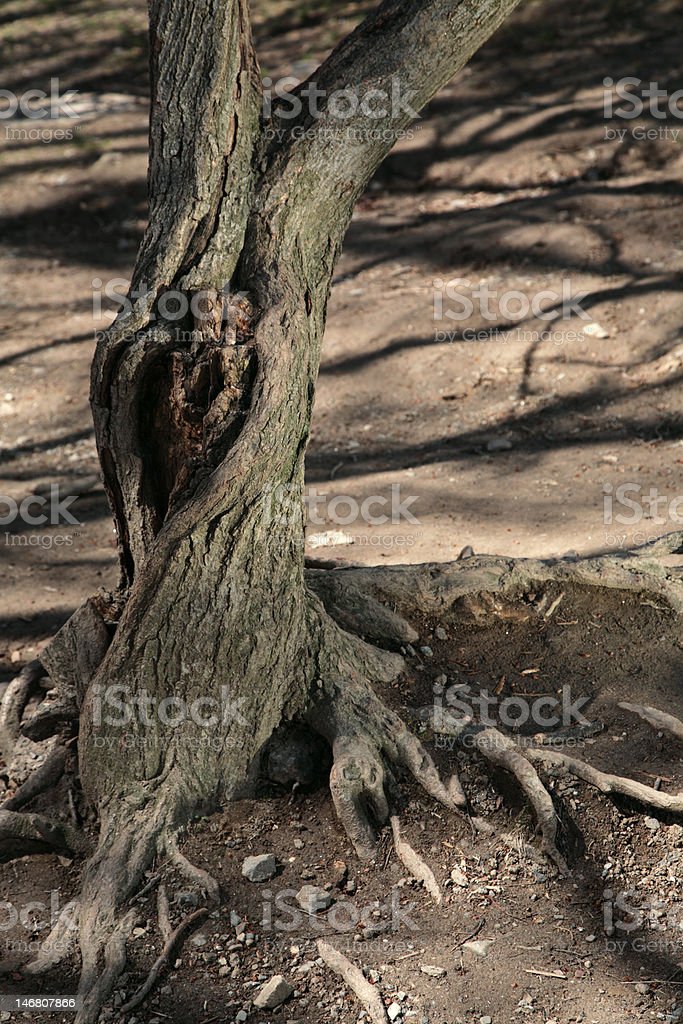 Detail Gambar Pohon Tua Nomer 6