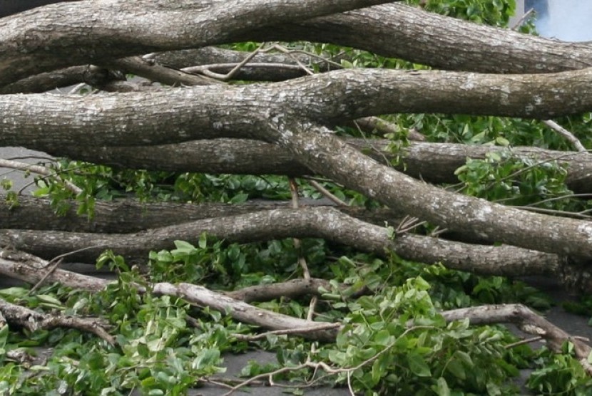 Detail Gambar Pohon Tumbang Nomer 13