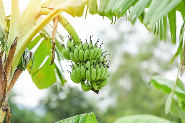 Detail Gambar Pohong Pisang Nomer 31