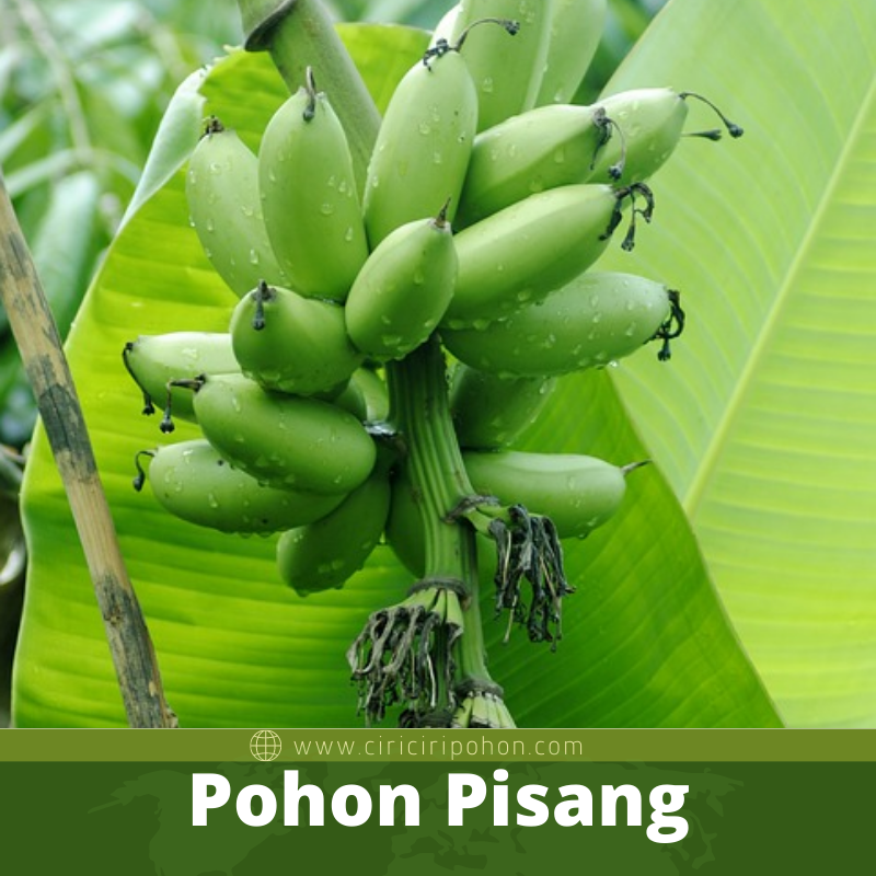 Detail Gambar Pohong Pisang Nomer 41