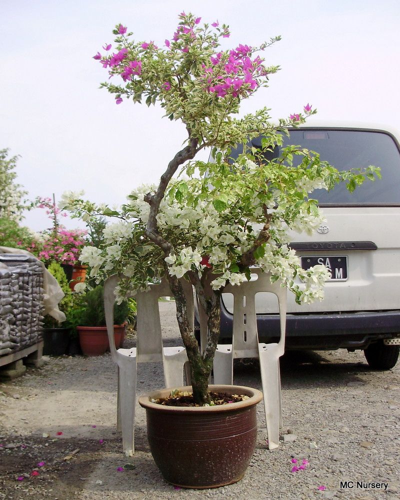 Detail Gambar Pokok Bonsai Bunga Kertas Nomer 2