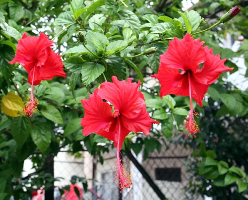 Gambar Pokok Bunga Raya - KibrisPDR