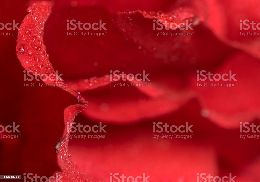 Detail Gambar Pola Kelopak Bunga Mawar Nomer 34