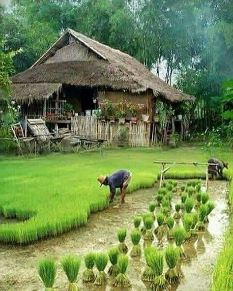 Detail Gambar Pondok Di Sawah Nomer 2