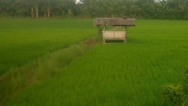 Detail Gambar Pondok Di Sawah Nomer 20