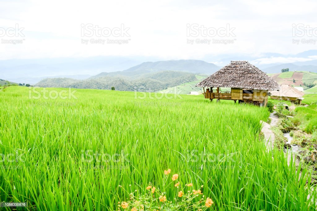 Detail Gambar Pondok Di Sawah Nomer 24